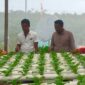 Brigadir Dedi Marzuki, Bhabinkamtibmas Desa Jagoh, terus berperan aktif dalam mendorong masyarakat desa binaannya untuk melakukan perawatan dan pemindahan bibit sawi pakcoy media Hydroponik di kebun warga Desa Jagoh, Kecamatan Singkep Barat, Kabupaten Lingga. Foto: Humas Polresta Lingga