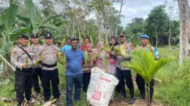 Kepolisian Sektor Singkep Barat, melaksanakan panen perdana jagung varietas Paragon di lahan seluas 1000 M² yang terletak di Desa Sungai Raya. Hasil panen mencapai 800 tongkol jagung yang dibagikan kepada warga sekitar setelah panen. Kamis, (16/1/2025). Foto: Humas Polres Lingga 