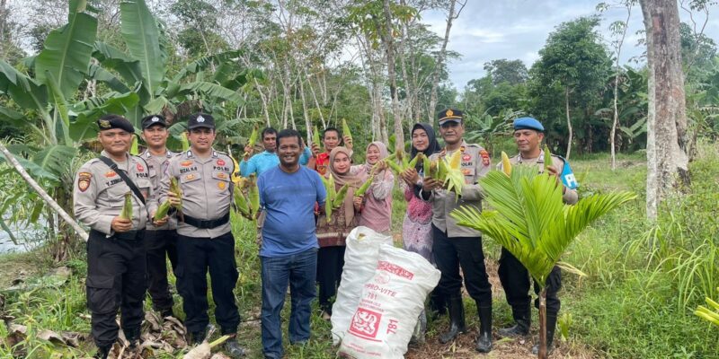 Kepolisian Sektor Singkep Barat, melaksanakan panen perdana jagung varietas Paragon di lahan seluas 1000 M² yang terletak di Desa Sungai Raya. Hasil panen mencapai 800 tongkol jagung yang dibagikan kepada warga sekitar setelah panen. Kamis, (16/1/2025). Foto: Humas Polres Lingga 