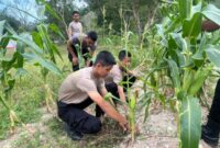 personel Sat Samapta Polres Lingga turut ambil bagian dengan menjalankan kegiatan nyata berupa pembersihan dan perawatan tanaman jagung yang dilakukan di kebun ketahanan pangan di Mapolres Lingga. Foto: INIKEPRI.COM