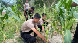 personel Sat Samapta Polres Lingga turut ambil bagian dengan menjalankan kegiatan nyata berupa pembersihan dan perawatan tanaman jagung yang dilakukan di kebun ketahanan pangan di Mapolres Lingga. Foto: INIKEPRI.COM