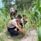personel Sat Samapta Polres Lingga turut ambil bagian dengan menjalankan kegiatan nyata berupa pembersihan dan perawatan tanaman jagung yang dilakukan di kebun ketahanan pangan di Mapolres Lingga. Foto: INIKEPRI.COM
