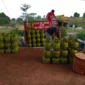 Dinas Perdagangan dan Perindustrian (Disdagin) Kota Tanjungpinang mengeluarkan rekomendasi terkait operasional pangkalan gas LPG 3 Kg. Foto: INIKEPRI.COM