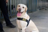 Oriel, Anjing Pelacak Baru Bea Cukai Batam yang Siap Menjaga Negeri dari Ancaman Narkotika. Foto: INIKEPRI.COM
