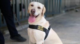 Oriel, Anjing Pelacak Baru Bea Cukai Batam yang Siap Menjaga Negeri dari Ancaman Narkotika. Foto: INIKEPRI.COM
