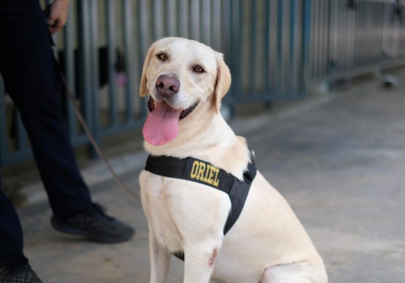 Oriel, Anjing Pelacak Baru Bea Cukai Batam yang Siap Menjaga Negeri dari Ancaman Narkotika. Foto: INIKEPRI.COM