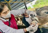 Menjelang Hari Raya Iduladha 1446 H, Dinas Pertanian, Pangan, dan Perikanan (DPPP) Kota Tanjungpinang memperketat pengawasan dan pemeriksaan terhadap hewan kurban. Foto: INIKEPRI.COM/Diskominfo Tanjungpinang 