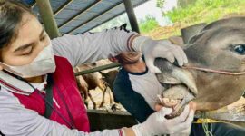 Menjelang Hari Raya Iduladha 1446 H, Dinas Pertanian, Pangan, dan Perikanan (DPPP) Kota Tanjungpinang memperketat pengawasan dan pemeriksaan terhadap hewan kurban. Foto: INIKEPRI.COM/Diskominfo Tanjungpinang 