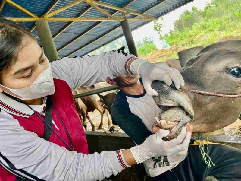Menjelang Hari Raya Iduladha 1446 H, Dinas Pertanian, Pangan, dan Perikanan (DPPP) Kota Tanjungpinang memperketat pengawasan dan pemeriksaan terhadap hewan kurban. Foto: INIKEPRI.COM/Diskominfo Tanjungpinang 