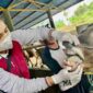 Menjelang Hari Raya Iduladha 1446 H, Dinas Pertanian, Pangan, dan Perikanan (DPPP) Kota Tanjungpinang memperketat pengawasan dan pemeriksaan terhadap hewan kurban. Foto: INIKEPRI.COM/Diskominfo Tanjungpinang 