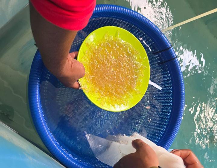 Bea Cukai Batam kembali berhasil menggagalkan upaya penyelundupan benih benih lobster, kali ini akan diselundupkan melalui jalur udara pada Bandara Internasional Hang Nadim Batam pada Jumat (2/5/2025). Foto: INIKEPRI.COM
