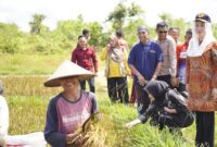Bupati Natuna Cen Sui Lan meninjau petani Desa Batubi Jaya panen raya padi, Jumat (9/5/2025). Foto: Istimewa 