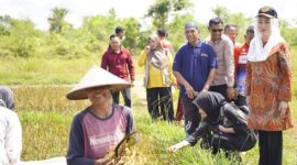 Bupati Natuna Cen Sui Lan meninjau petani Desa Batubi Jaya panen raya padi, Jumat (9/5/2025). Foto: Istimewa 