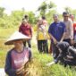 Bupati Natuna Cen Sui Lan meninjau petani Desa Batubi Jaya panen raya padi, Jumat (9/5/2025). Foto: Istimewa 