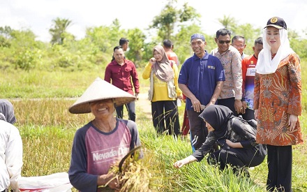 Bupati Natuna Cen Sui Lan meninjau petani Desa Batubi Jaya panen raya padi, Jumat (9/5/2025). Foto: Istimewa 