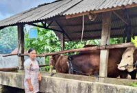 Pemerintah Kota Tanjungpinang untuk pertama kalinya menerima bantuan sapi kurban dari Bantuan Masyarakat (Banmas) Presiden pada perayaan Iduladha 1446 H/2025 M. Bantuan ini disalurkan ke Masjid Nurul Iman, Jalan Juanda, Kelurahan Bukit Cermin, Kecamatan Tanjungpinang Barat. Foto: INIKEPRI.COM