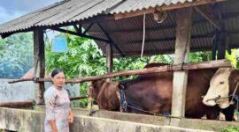 Pemerintah Kota Tanjungpinang untuk pertama kalinya menerima bantuan sapi kurban dari Bantuan Masyarakat (Banmas) Presiden pada perayaan Iduladha 1446 H/2025 M. Bantuan ini disalurkan ke Masjid Nurul Iman, Jalan Juanda, Kelurahan Bukit Cermin, Kecamatan Tanjungpinang Barat. Foto: INIKEPRI.COM