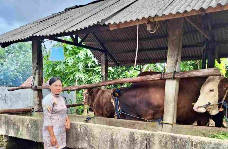 Pemerintah Kota Tanjungpinang untuk pertama kalinya menerima bantuan sapi kurban dari Bantuan Masyarakat (Banmas) Presiden pada perayaan Iduladha 1446 H/2025 M. Bantuan ini disalurkan ke Masjid Nurul Iman, Jalan Juanda, Kelurahan Bukit Cermin, Kecamatan Tanjungpinang Barat. Foto: INIKEPRI.COM