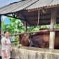 Pemerintah Kota Tanjungpinang untuk pertama kalinya menerima bantuan sapi kurban dari Bantuan Masyarakat (Banmas) Presiden pada perayaan Iduladha 1446 H/2025 M. Bantuan ini disalurkan ke Masjid Nurul Iman, Jalan Juanda, Kelurahan Bukit Cermin, Kecamatan Tanjungpinang Barat. Foto: INIKEPRI.COM