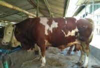 Ilustrasi. Foto: Istimewa 