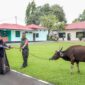 Dalam rangka mempererat tali silaturahmi antara Tim Penggerak PKK Kota Batam dan Persit Kartika Chandra Kirana, Ketua TP-PKK Kota Batam, Hj. Erlita Amsakar menyerahkan satu ekor sapi kurban kepada Persit KCK CAB LXIX DIM 0316 REM 033 PD I/BB, yang diterima langsung oleh Ketua Persit, Ratih Yan Eka Putra. Foto: INIKEPRI.COM