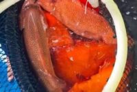 Ikan kerapu, salah satu komoditas perikanan yang diekspor dari Natuna ke Hongkong. Foto: ANTARA/HO-BKHIT Kepri