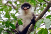 Kekah. Foto: Istimewa 