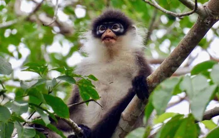 Kekah. Foto: Istimewa 