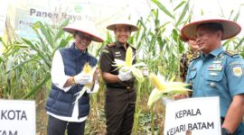 Wali Kota Batam Amsakar Achmad hadir panen jagung. Foto: INIKEPRI.COM