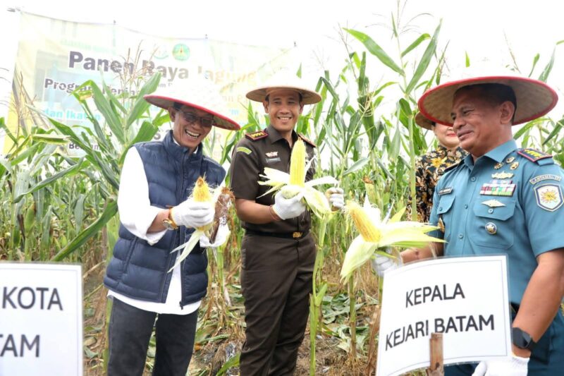 Wali Kota Batam Amsakar Achmad hadir panen jagung. Foto: INIKEPRI.COM