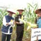 Wali Kota Batam Amsakar Achmad hadir panen jagung. Foto: INIKEPRI.COM