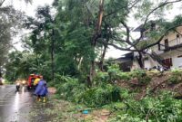 Pohon tumbang akibat cuaca ekstrem di Batam. Foto: INIKEPRI.COM/Media Center Batam 