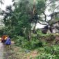 Pohon tumbang akibat cuaca ekstrem di Batam. Foto: INIKEPRI.COM/Media Center Batam 