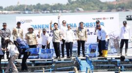 Wakil Presiden Gibran Rakabuming Raka panen perdana lobster di Batam. Foto: INIKEPRI.COM