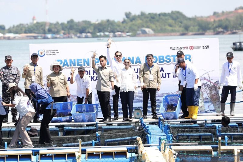 Wakil Presiden Gibran Rakabuming Raka panen perdana lobster di Batam. Foto: INIKEPRI.COM