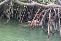 Penemuan mayat di teluk bakau. Foto: INIKEPRI.COM