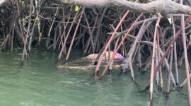 Penemuan mayat di teluk bakau. Foto: INIKEPRI.COM