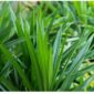 Daun Pandan. Foto: INIKEPRI.COM