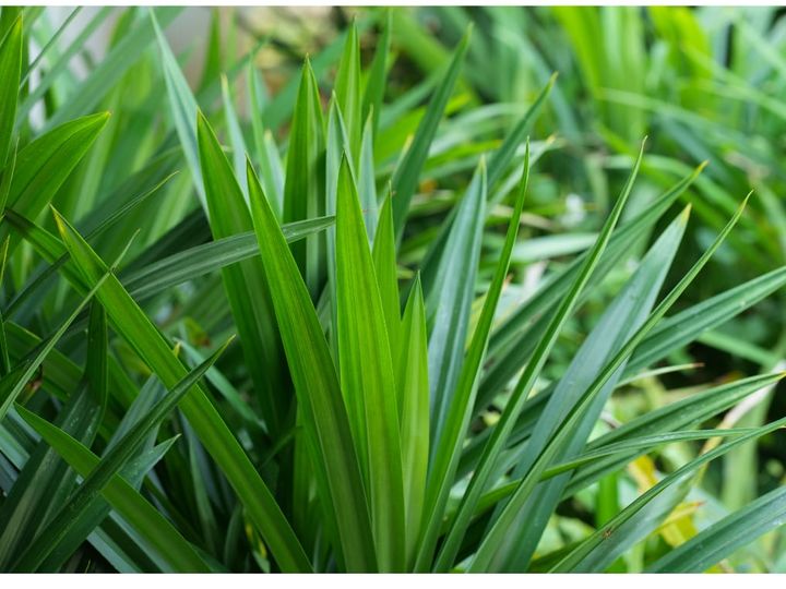 Daun Pandan. Foto: INIKEPRI.COM