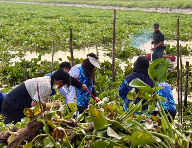 Badan Pengusahaan (BP) Batam melalui Badan Usaha SPAM dan Fasling kembali melakukan aksi pembersihan gulma yang menutupi permukaan Waduk Duriangkang, Selasa (18/11/2025). Foto: INIKEPRI.COM/BP Batam 