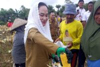 Bupati Natuna Cen Sui Lan saat memanen jagung di Desa Gunung Putri, Kecamatan Bunguran Batubi. Foto: Istimewa 