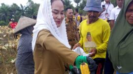 Bupati Natuna Cen Sui Lan saat memanen jagung di Desa Gunung Putri, Kecamatan Bunguran Batubi. Foto: Istimewa 