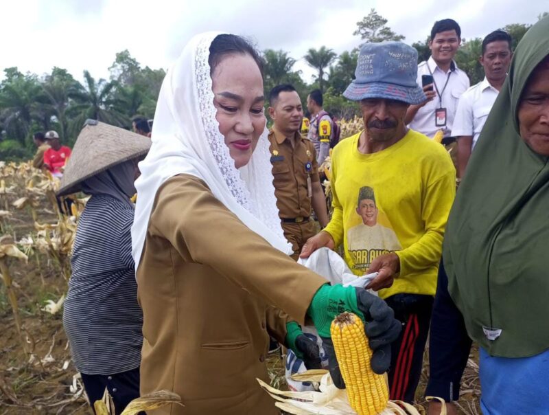 Bupati Natuna Cen Sui Lan saat memanen jagung di Desa Gunung Putri, Kecamatan Bunguran Batubi. Foto: Istimewa 