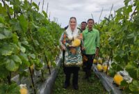 Bupati Natuna Cen Sui Lan saat meninjau lahan pertanian melon. Foto: Istimewa 