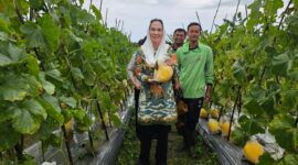 Bupati Natuna Cen Sui Lan saat meninjau lahan pertanian melon. Foto: Istimewa 