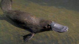 Platypus. Foto: Istimewa 