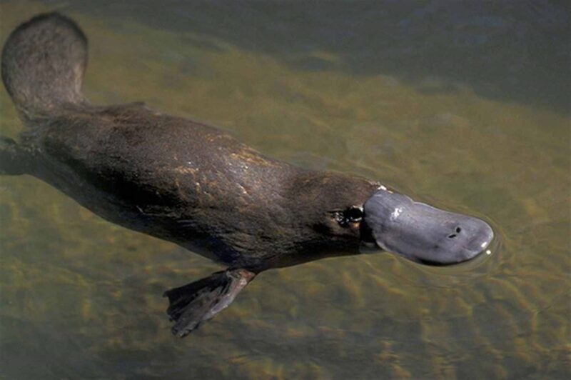 Platypus. Foto: Istimewa 