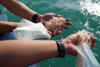 Pelepasliaran dilaksanakan pada Kamis (5/2) di Kawasan Konservasi Perairan Kota Batam, meliputi Gugusan Pulau Petong, Pulau Abang, dan Pulau Pengalap. Foto: INIKEPRI.COM