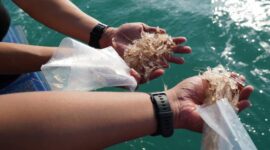 Pelepasliaran dilaksanakan pada Kamis (5/2) di Kawasan Konservasi Perairan Kota Batam, meliputi Gugusan Pulau Petong, Pulau Abang, dan Pulau Pengalap. Foto: INIKEPRI.COM