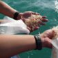 Pelepasliaran dilaksanakan pada Kamis (5/2) di Kawasan Konservasi Perairan Kota Batam, meliputi Gugusan Pulau Petong, Pulau Abang, dan Pulau Pengalap. Foto: INIKEPRI.COM